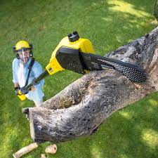 Best Tree Disease Treatment  in Kaibab Estates West, AZ